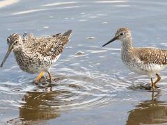 (Greater Yellowlegs) and Lesser Yellowlegs