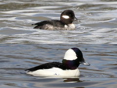 (Bufflehead) pair