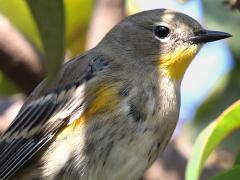 (Yellow-rumped Warbler) auduboni female perching