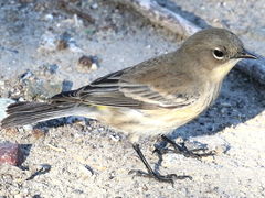 (Yellow-rumped Warbler) auduboni female standing