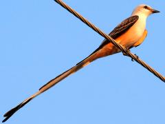 (Scissor-tailed Flycatcher) male lateral