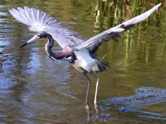(Tricolored Heron) dancing
