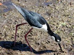 (Black-necked Stilt) forages