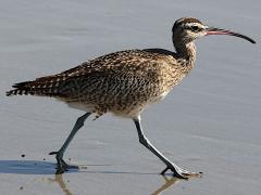 (Hudsonian Whimbrel) strutting