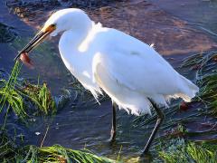 (Snowy Egret) catches Striped Kelpfish