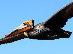 (Brown Pelican) gliding