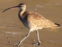 (Hudsonian Whimbrel) strutting
