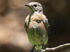 (Western Bluebird) female perching