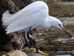 (Snowy Egret) stalking