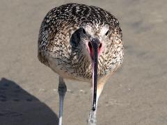 (Long-billed Curlew) face