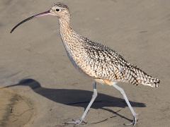 (Long-billed Curlew) walking