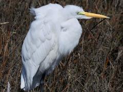 (Great Egret) standing