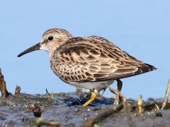 (Least Sandpiper) profile