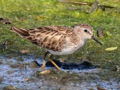 (Least Sandpiper) walking