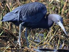 (Little Blue Heron) profile