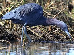 (Little Blue Heron) stalking