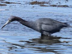 (Little Blue Heron) wading