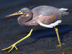 (Tricolored Heron) wading