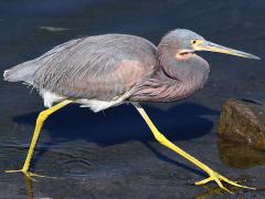 (Tricolored Heron) walking