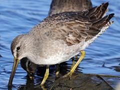 (Short-billed Dowitcher) forages