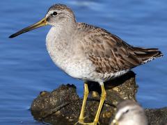 (Short-billed Dowitcher) profile