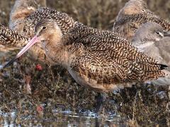 (Marbled Godwit) profile