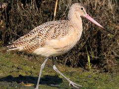 (Marbled Godwit) walking