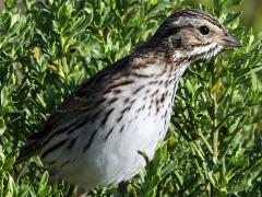 (Savannah Sparrow) profile