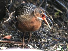 (Ridgway's Rail) face