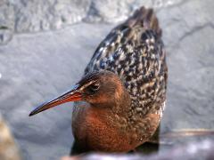 (Ridgway's Rail) profile
