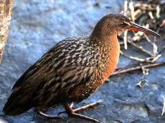 (Ridgway's Rail) walking