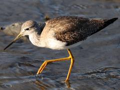 (Greater Yellowlegs) wading