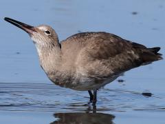 (Willet) drinking