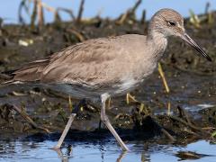 (Willet) wading