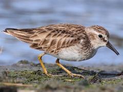 (Least Sandpiper) standing
