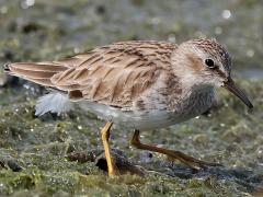 (Least Sandpiper) walking