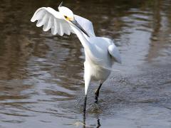 (Snowy Egret) dancing