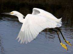 (Snowy Egret) flapping