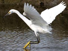 (Snowy Egret) landing