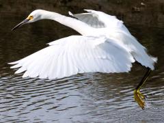 (Snowy Egret) liftoff