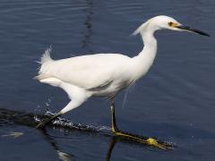 (Snowy Egret) walking