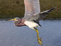 (Tricolored Heron) flapping
