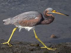 (Tricolored Heron) walking