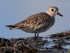 (Black-bellied Plover) profile