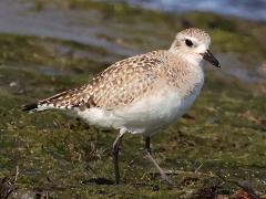 (Black-bellied Plover) standing