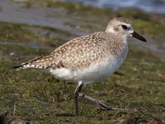 (Black-bellied Plover) walking