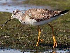 (Greater Yellowlegs) walking