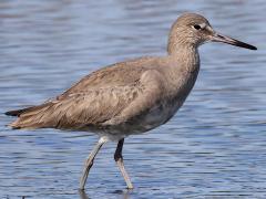 (Willet) profile