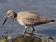 (Willet) wading
