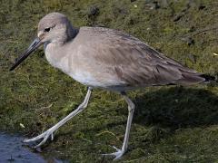 (Willet) walking